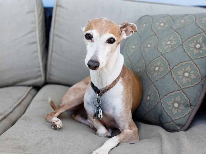 Beige and white colored Italian Greyhound sitting on a couch