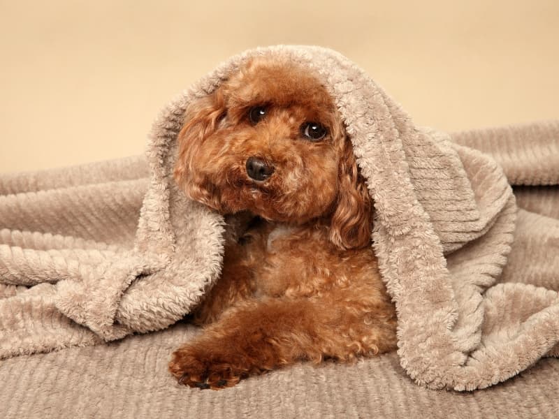 Beige colored Mini Poodle wrapped up in a soft blanket