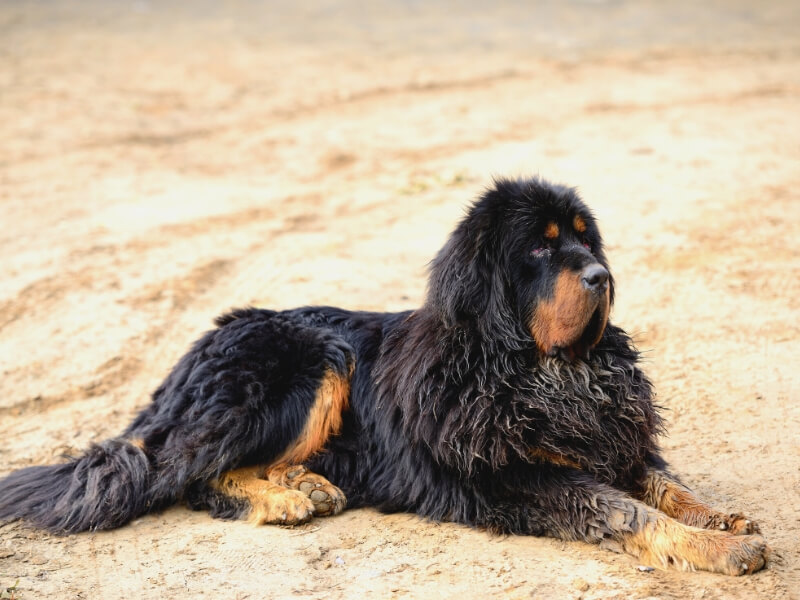 A black and tan Tibetan Mastiff laying on a sandy beach