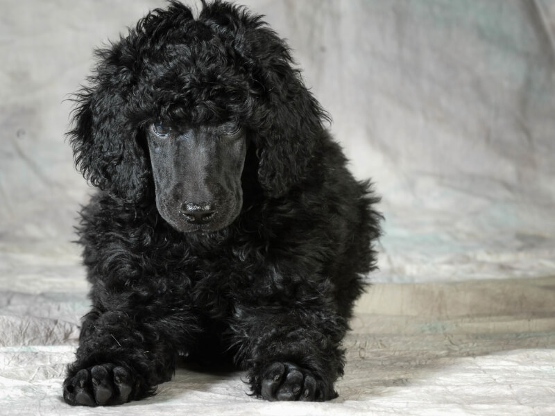 Black standard Poodle puppy laying down on the ground
