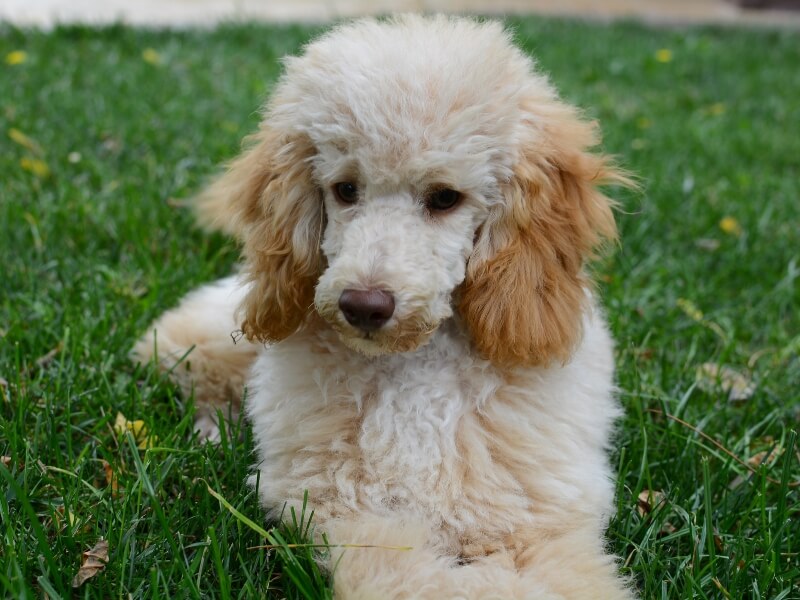 Cafe au lait colored Poodle puppy laying in green grass