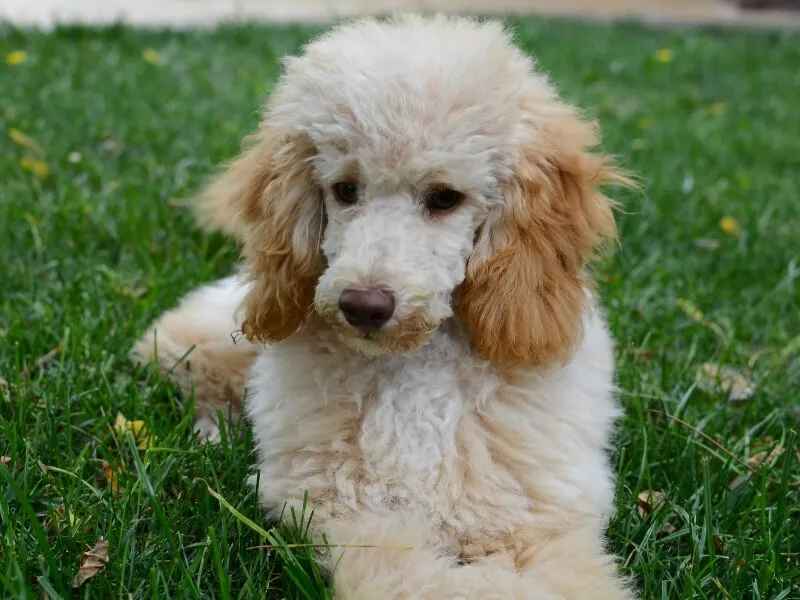 Cafe au lait colored Poodle puppy laying in green grass