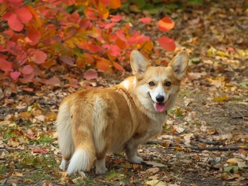 Cardigan Welsh Corgi standing in the woods on an autumn day