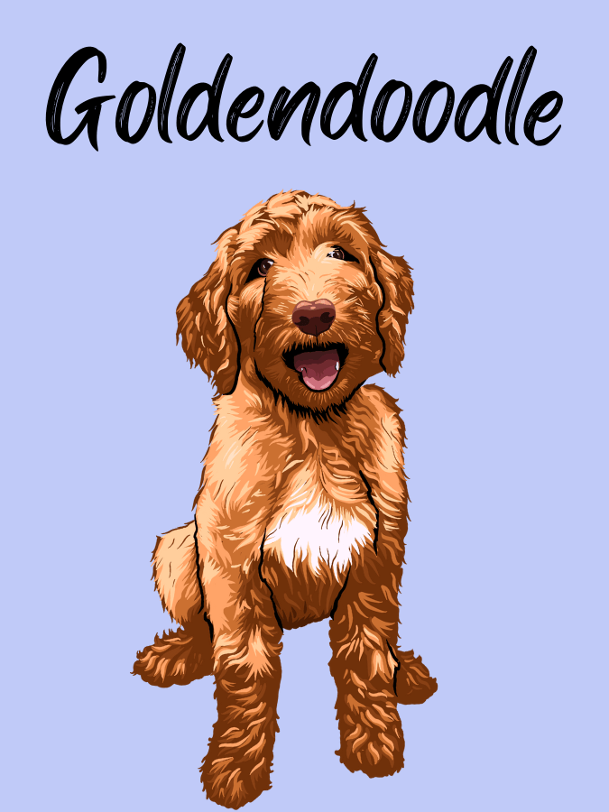 Cartoon Goldendoodle sitting down with text above that reads "Goldendoodle"