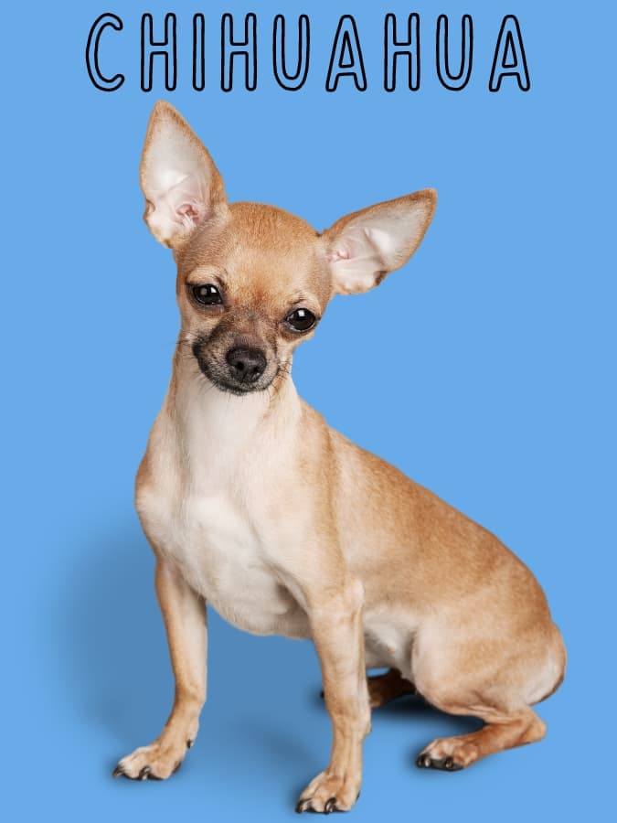 Chihuahua sitting upright with a blue background and text above that reads "Chihuahua"