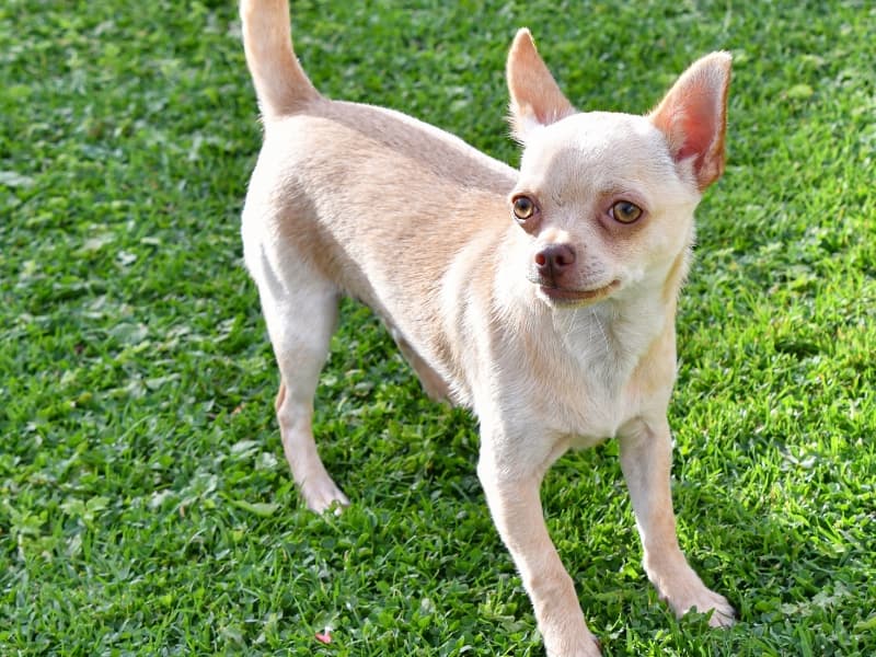 Chihuahua standing in the grass