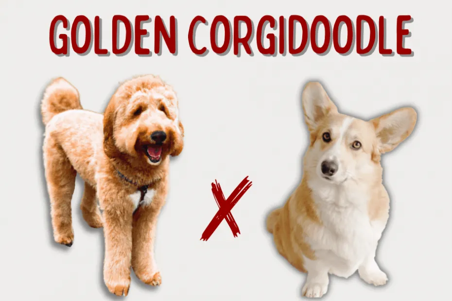 Goldendoodle standing next to a Corgi with text above that says "Golden Corgidoodle"