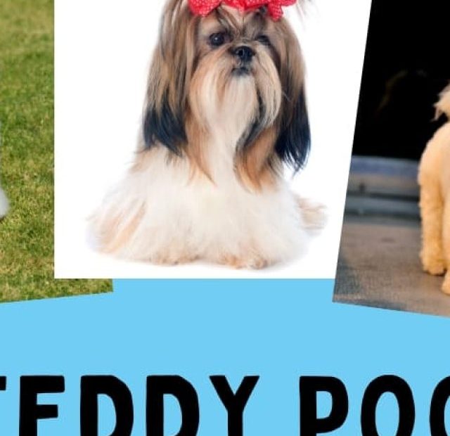 Teddy pooches - teddy pooches teddy pooches teddy pooches.