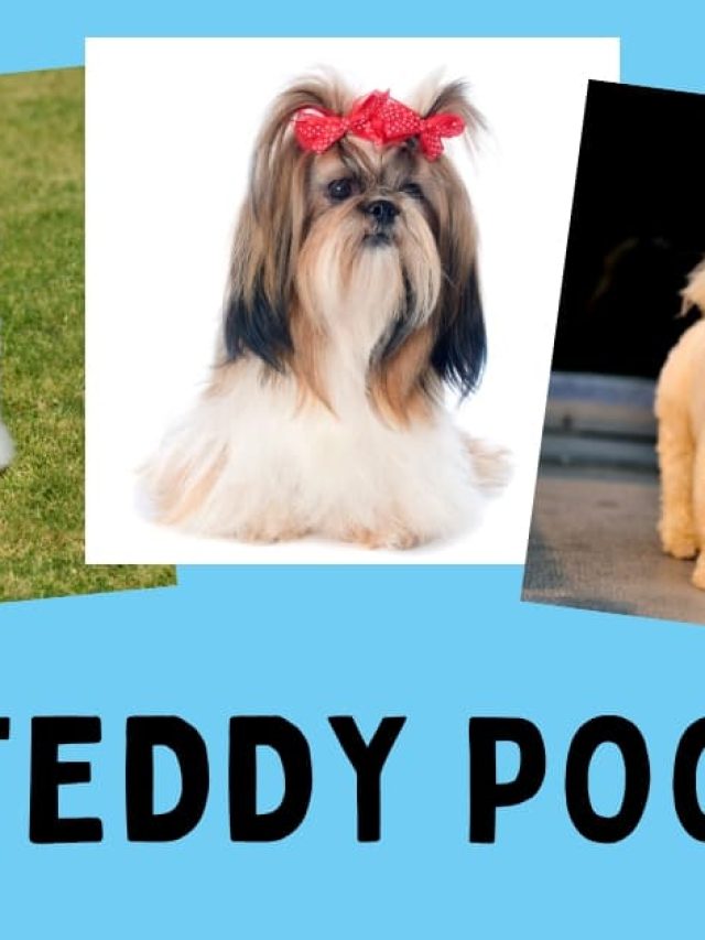 Teddy Poo (Shichonpoo): The Ultimate Breed Guide Story