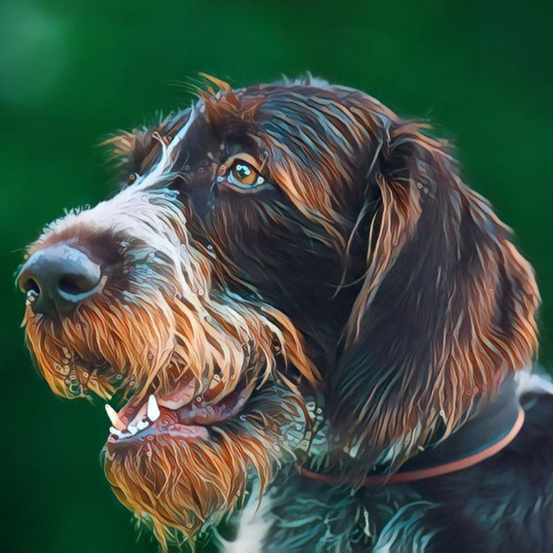 Artistic rendering of a face of a German Wirehaired Pointer