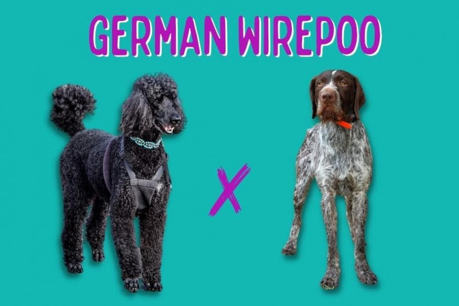 Standard Poodle standing next to a German Wirehaired Pointer with text above reading "German Wirepoo"