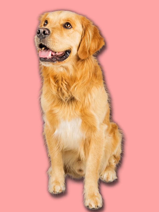 Golden Retriever sitting upright with a pink background