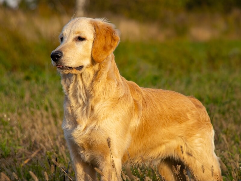 Golden Retriever pointing towards some game in the field