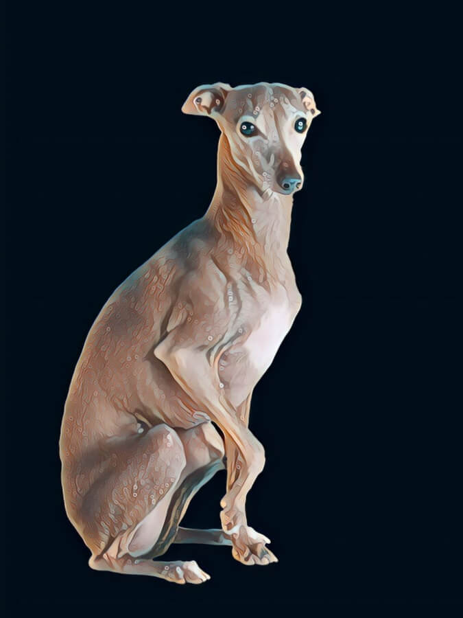 An artistic rendering of an Italian Greyhound
