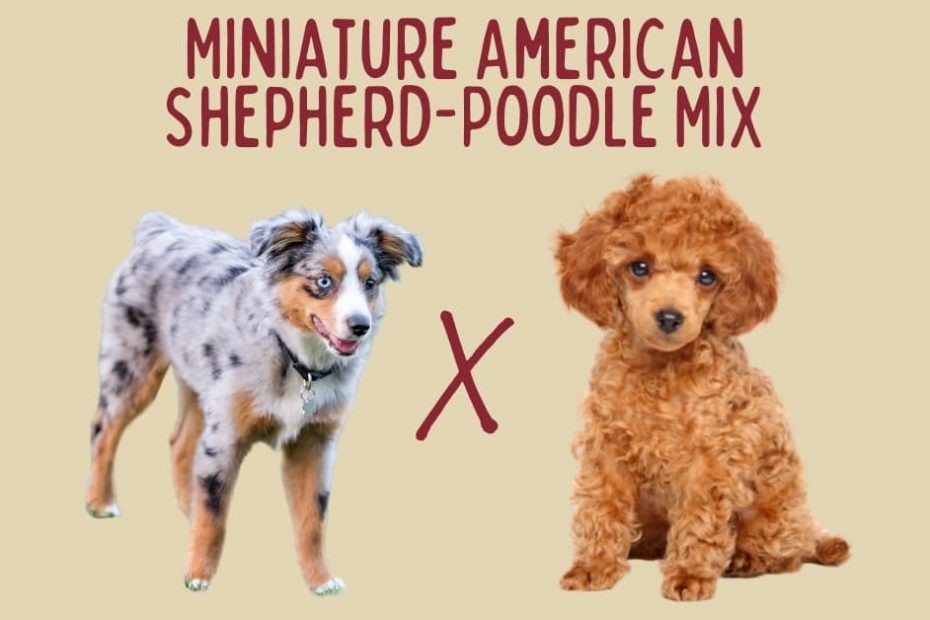 Miniature American Shepherd next to a Mini Poodle with text above that says "Miniature American Shepherd-Poodle Mix"
