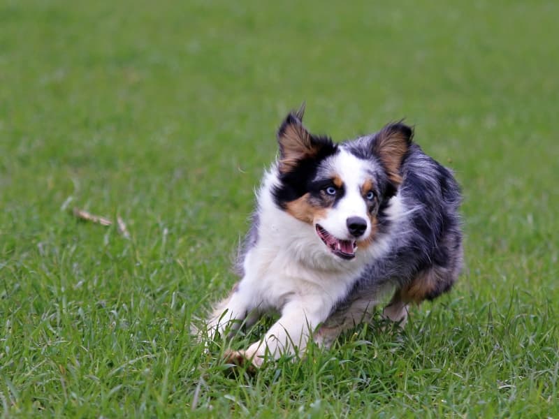 Miniature American Shepherd sprinting through a field of grass