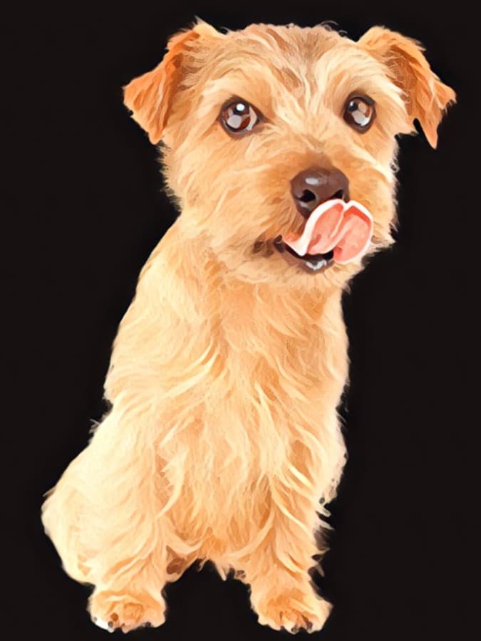 are norfolk terriers cuddly