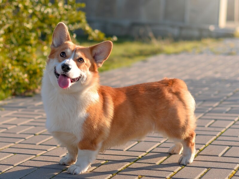 Pembroke Welsh Corgi standing on a stone path with his tongue hanging out