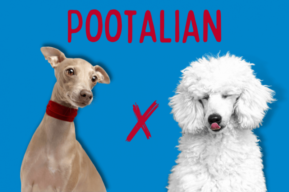 Italian Greyhound next to a standard Poodle with text above saying "Pootalian"