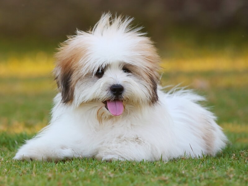 White, fluffy Shih Tzu puppy laying on the grass