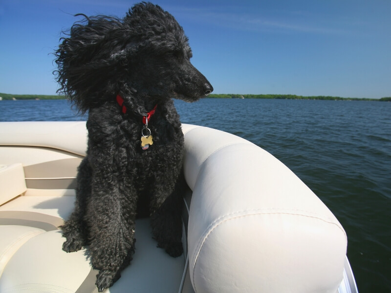 A black standard Poodle sitting on a boat on a lake