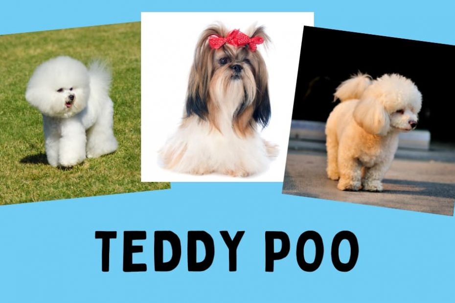 A Bichon Frise next to a Shih Tzu next to a Toy Poodle with the text below saying "Teddy Poo"