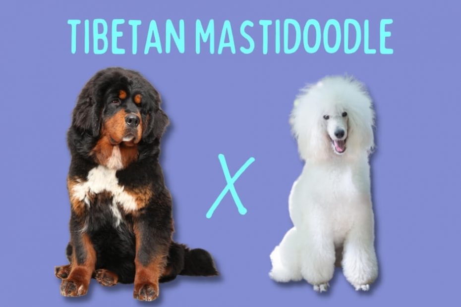 Tibetan Mastiff next to a Standard Poodle with text above that says "Tibetan Mastidoodle"