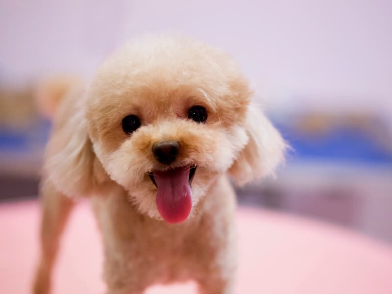 Toy Poodle with his tongue hanging out