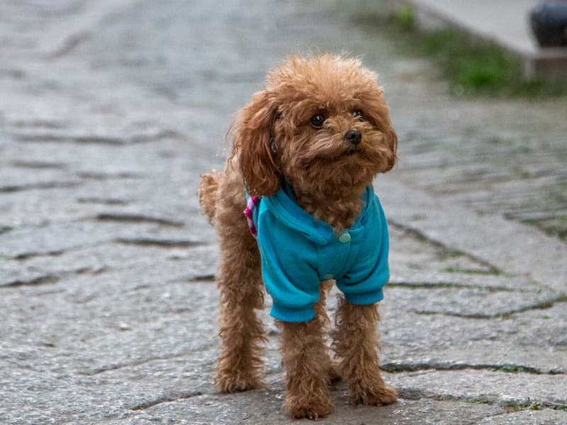 A cute Toy Poodle standing in a street wearing a blue coat
