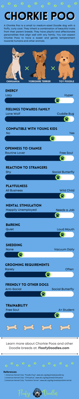 Chorkie Poo: The Chihuahua Yorkie Poodle Mix [Guide]
