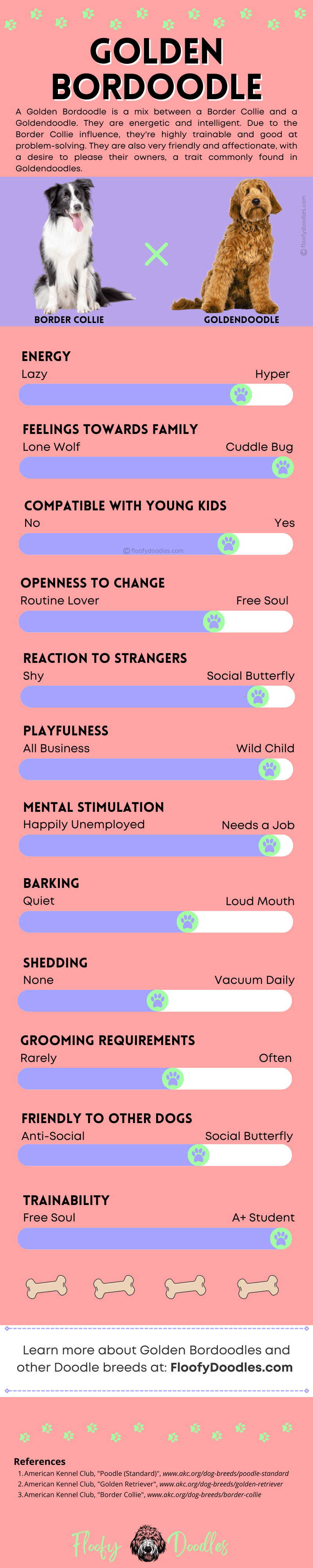 Visual summary of the traits and characteristics of the Goldendoodle-Border Collie mix