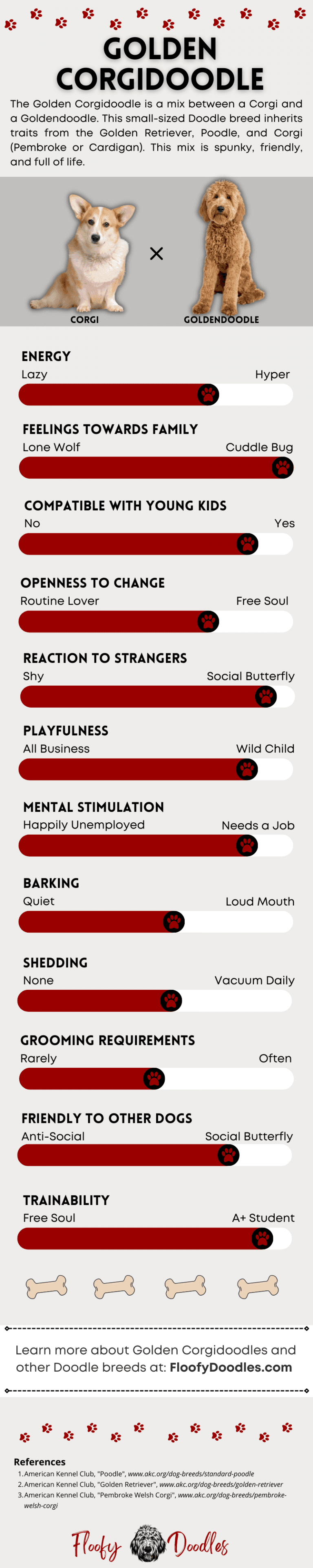 Goldendoodle Mix A Short and Fluffy Breed Guide