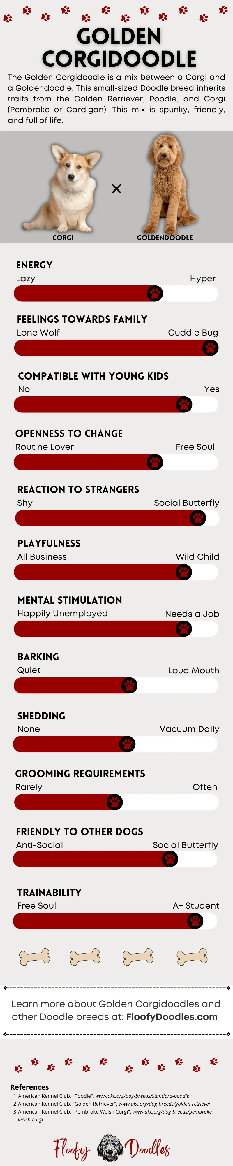 Visual summary of the traits and characteristics of the Golden Corgidoodle
