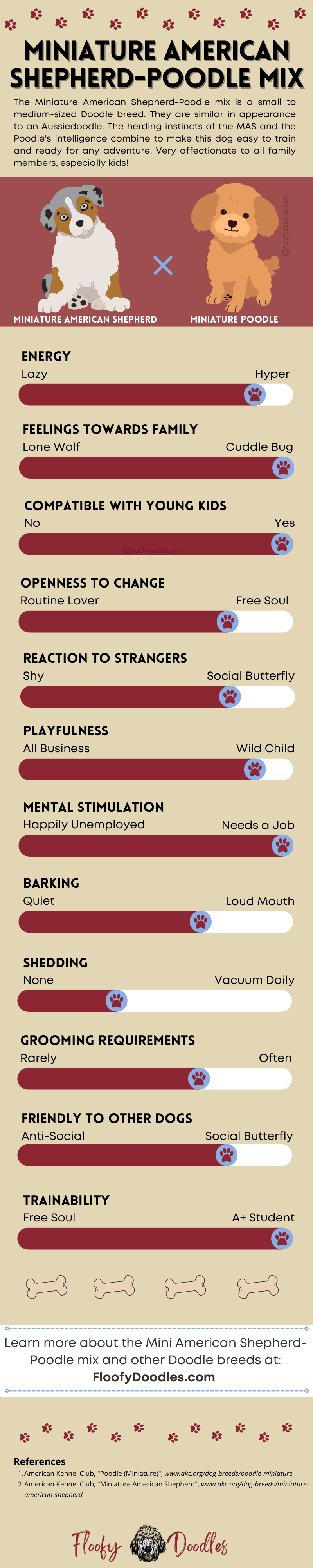 Visual summary of the different traits and characteristics of the Miniature American Shepherd-Poodle mix