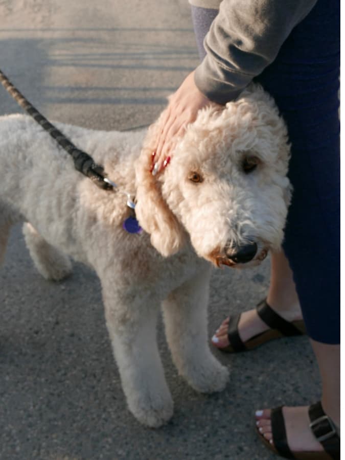 An adorable white Goldendoodle standing next to its owner