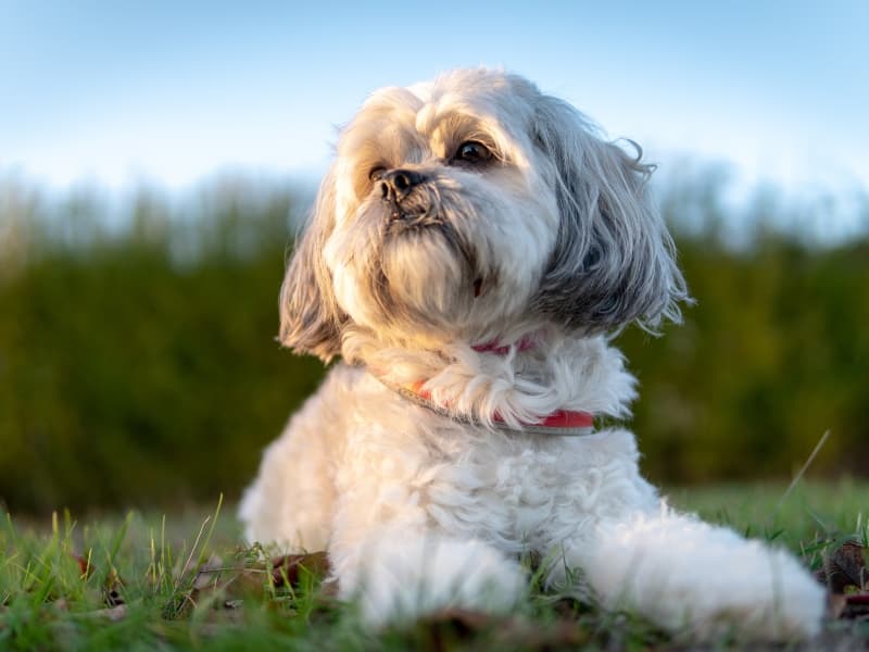 Shih Tzu staring off in the distance while laying outside on the grass