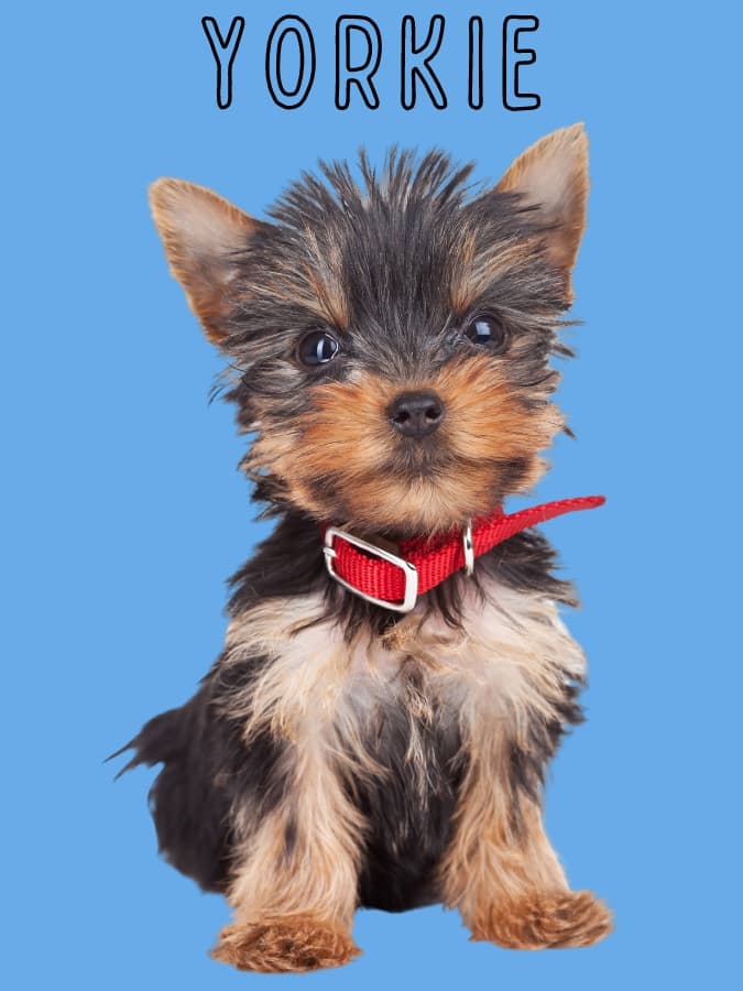 An adorable Yorkshire Terrier puppy wearing a red collar