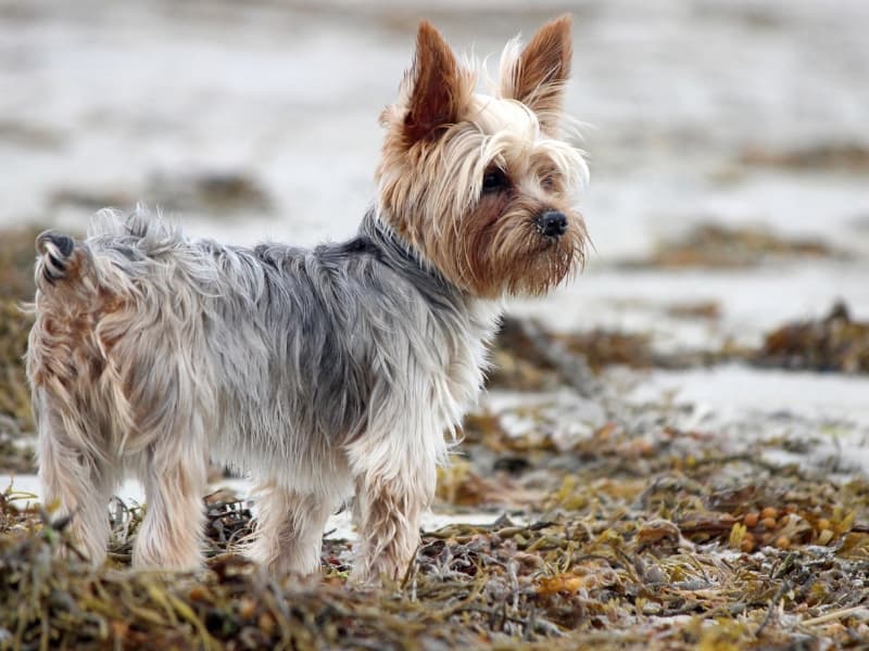 Yorkshire Terrier standing on a sandy beach