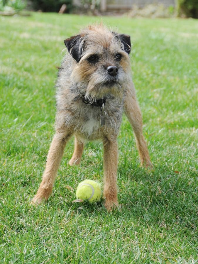 Border Terrier standing next to his tennis ball