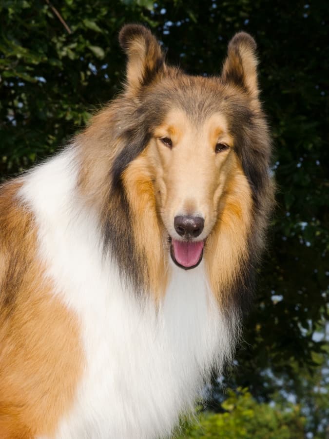 An adult Rough Collie staring at the camera for a picture.