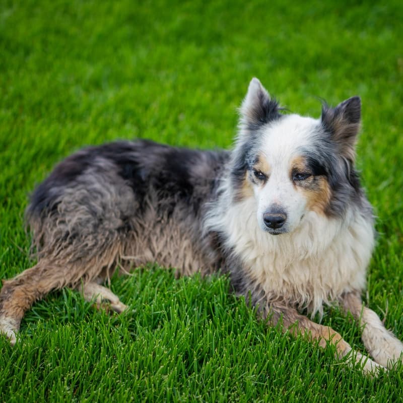 Australian Shepherd laying in a bed of grass