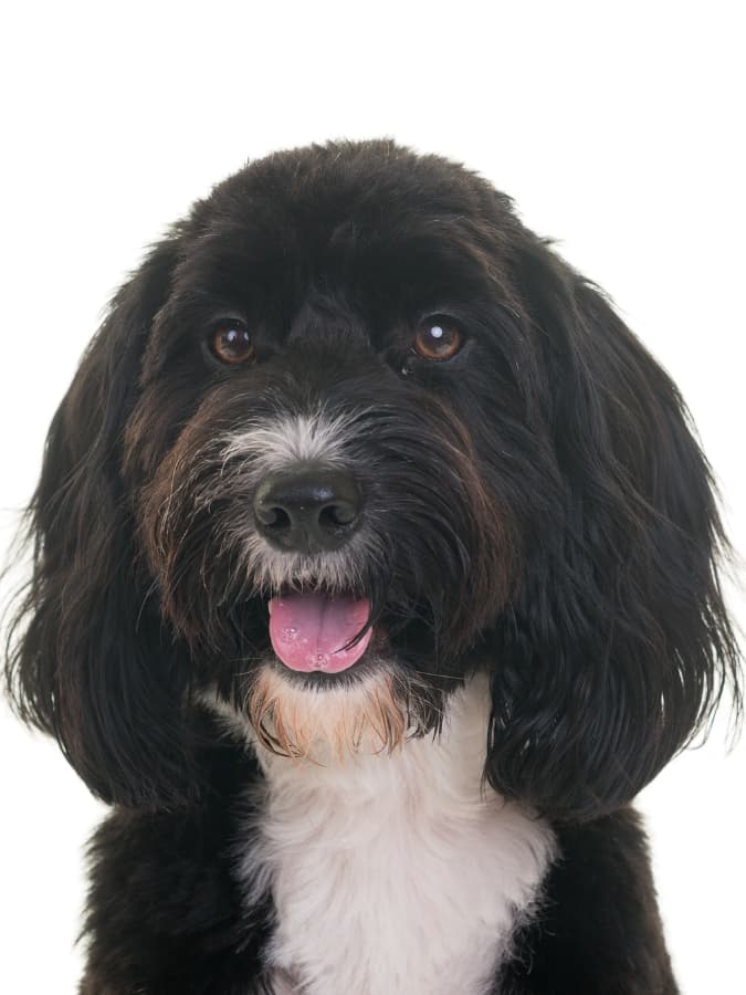 Portrait of a black Cockapoo with white markings on his chest and nose.