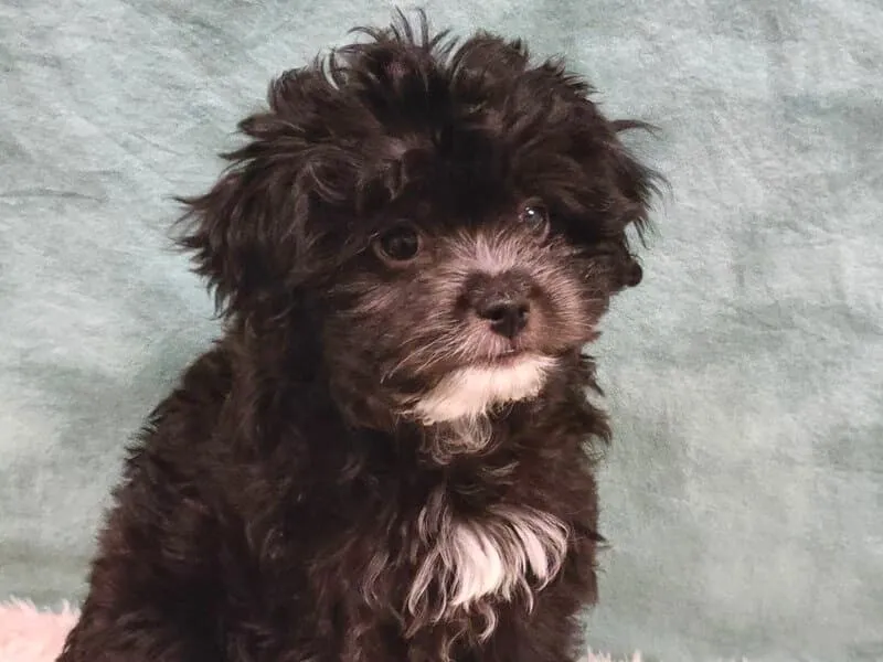 A portrait of a cute black and white Poochin puppy.