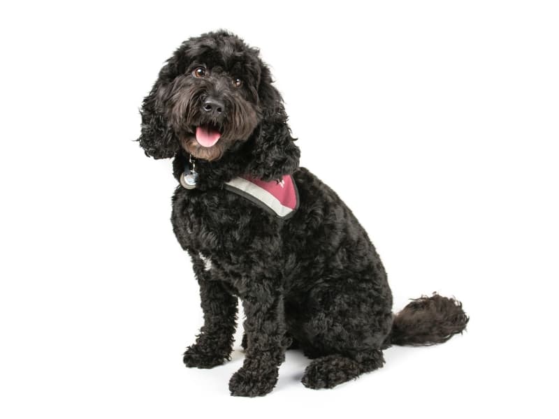 A black Cockapoo with just a splash of white on his chest and wearing a bandana.