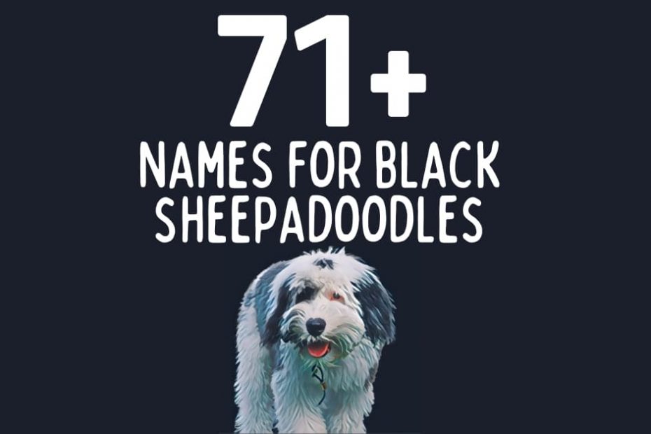 Abstract painting of a Sheepadoodle with text above that reads "71+ Names for Black Sheepadoodles"