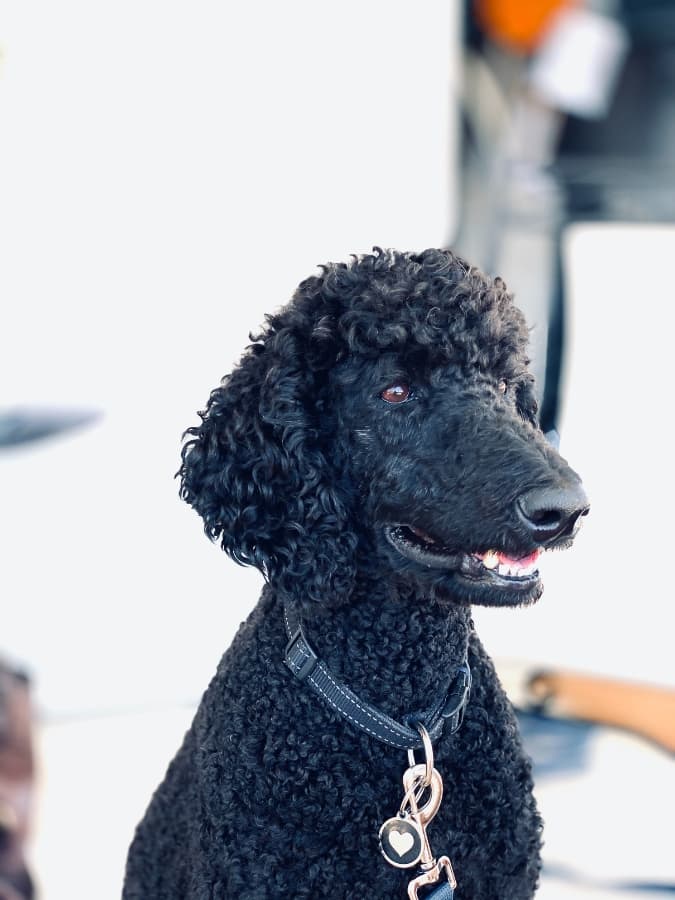 Black Standard Poodle staring off into the distance