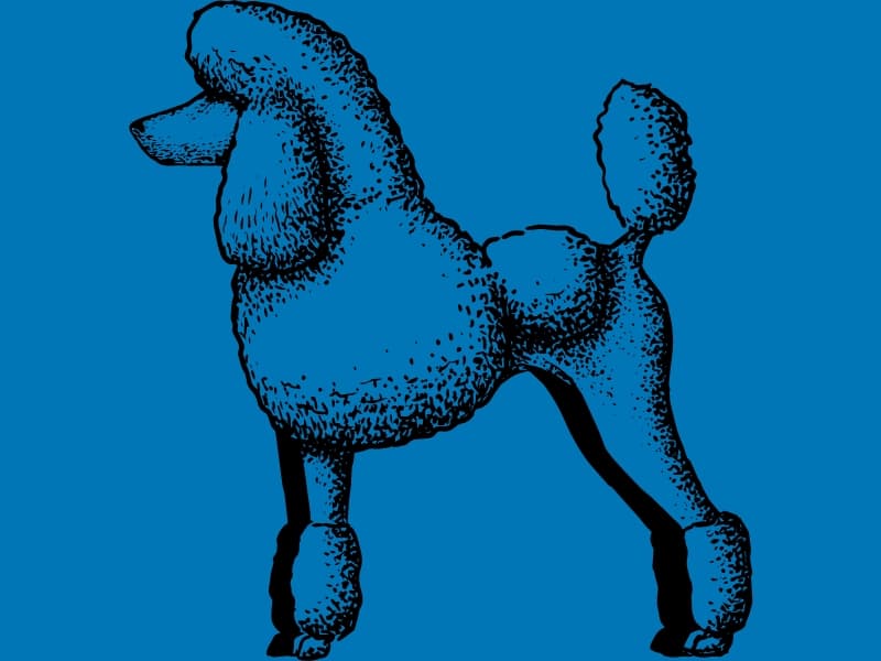 Cartoon outline of a Poodle with a blue background.