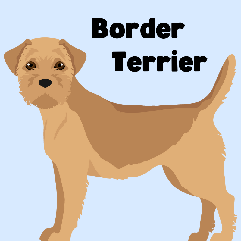 Cartoon graphic of a Border Terrier with text that says "Border Terrier"