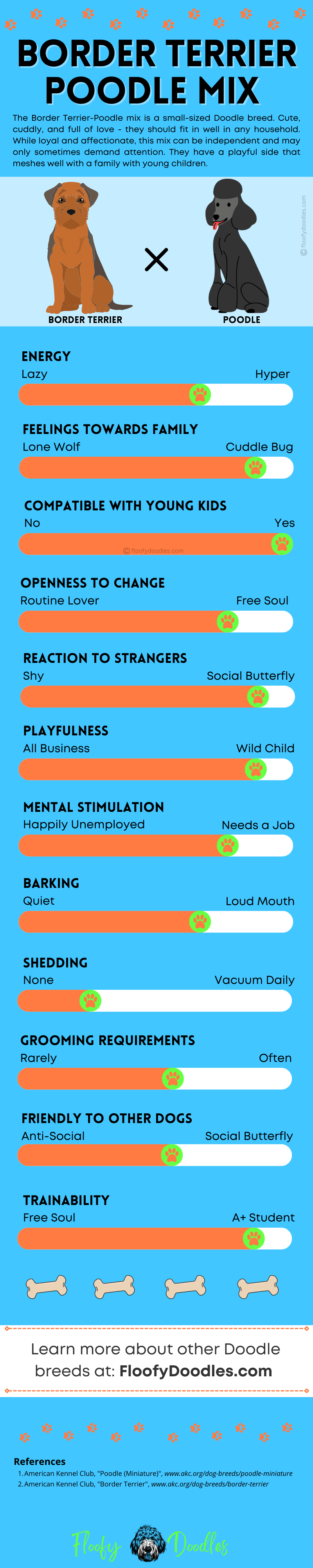 Visual summary of the traits and characteristics of a Border Terrier-Poodle mix