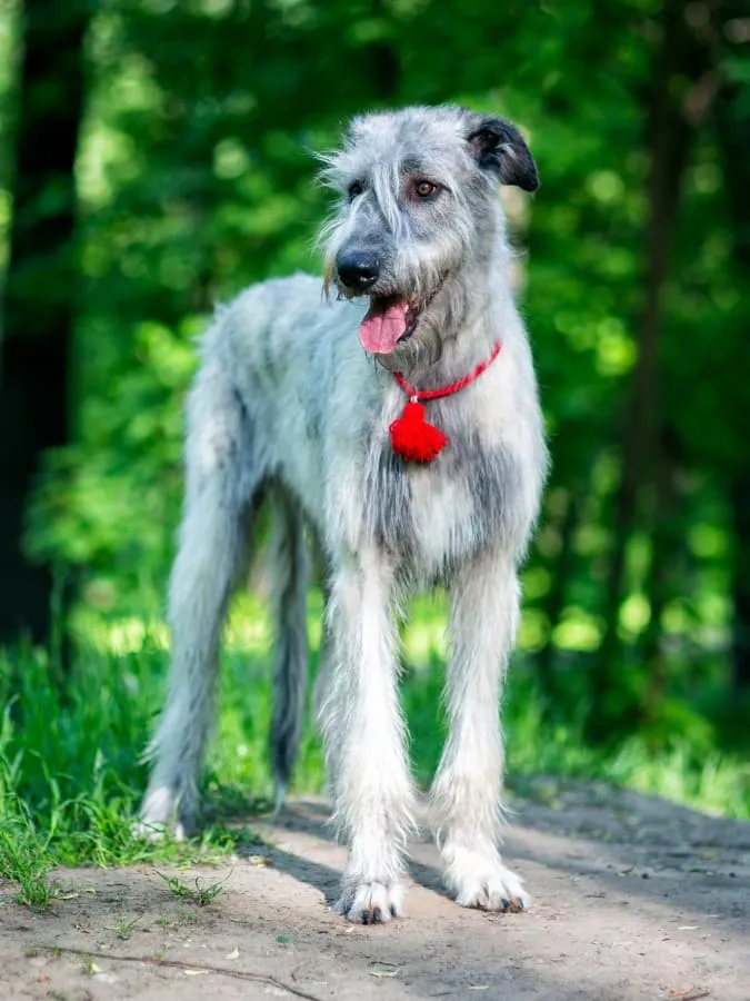 A brindle Irish Wolfhound wearing a red collar standing on a nature trail.